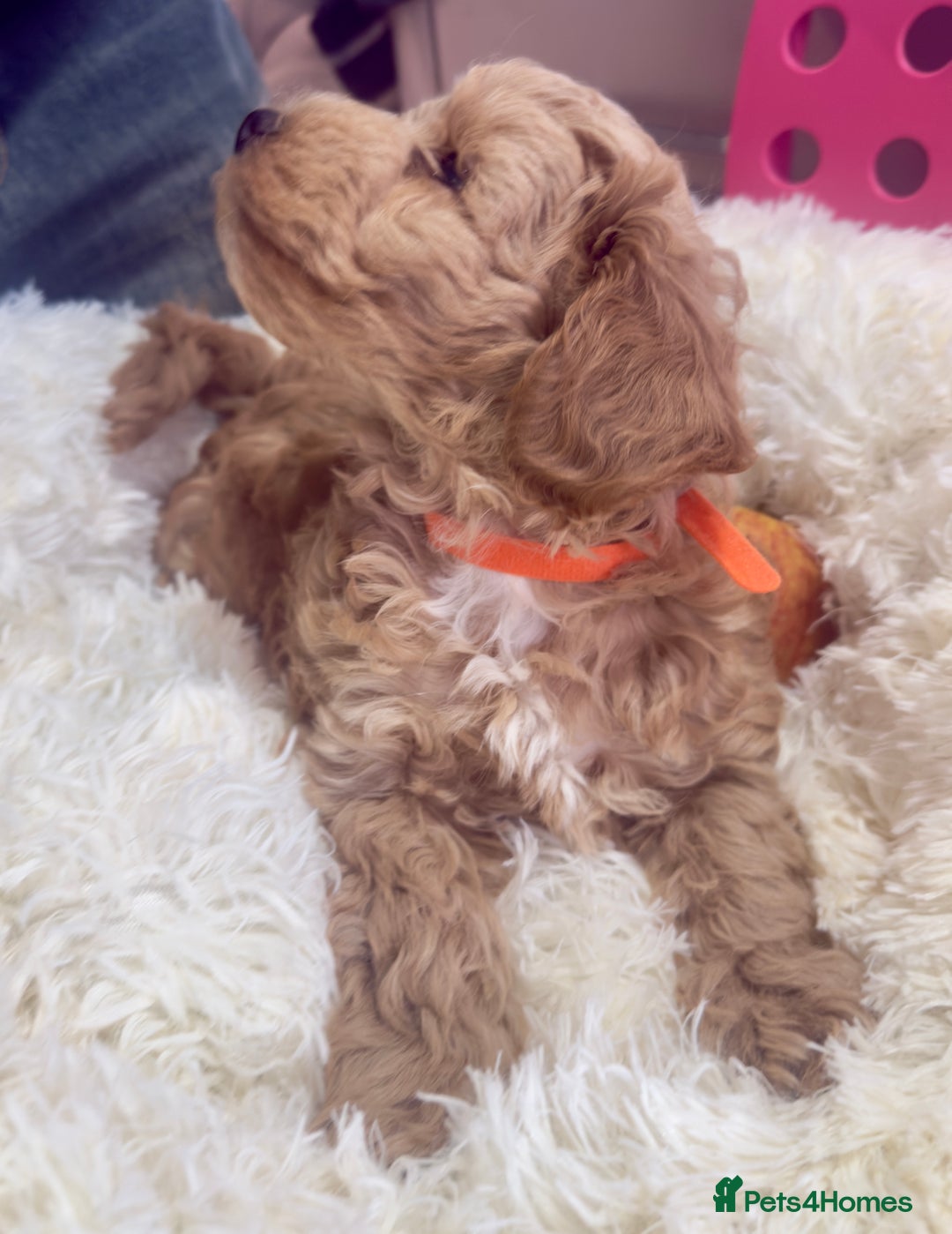 Maltipoo dogs for sale: Toy Maltipoo puppies  - Image 14
