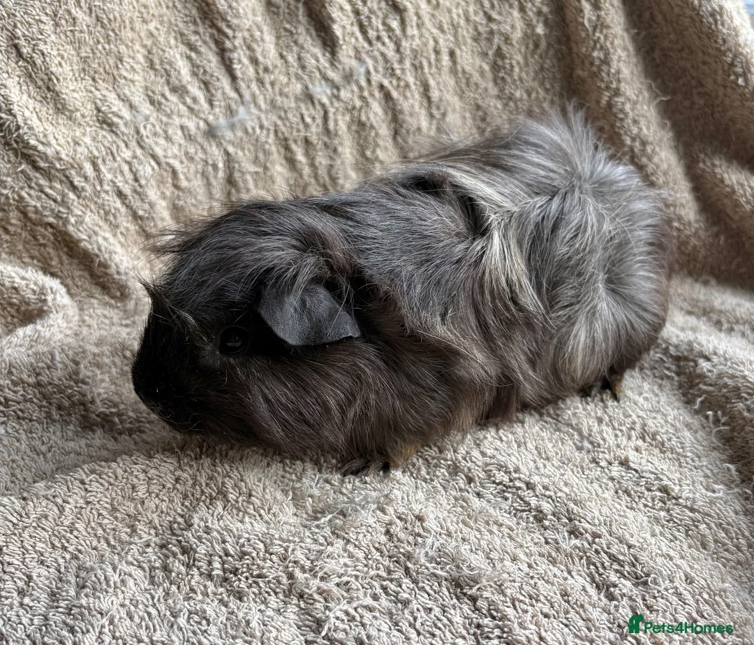 Guinea Pig rodents for sale: Neutered male bonded males  in Chesterfield - Advert 7