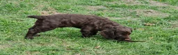 Cocker Spaniel dogs for sale: Working Cocker Spaniels - Advert 4