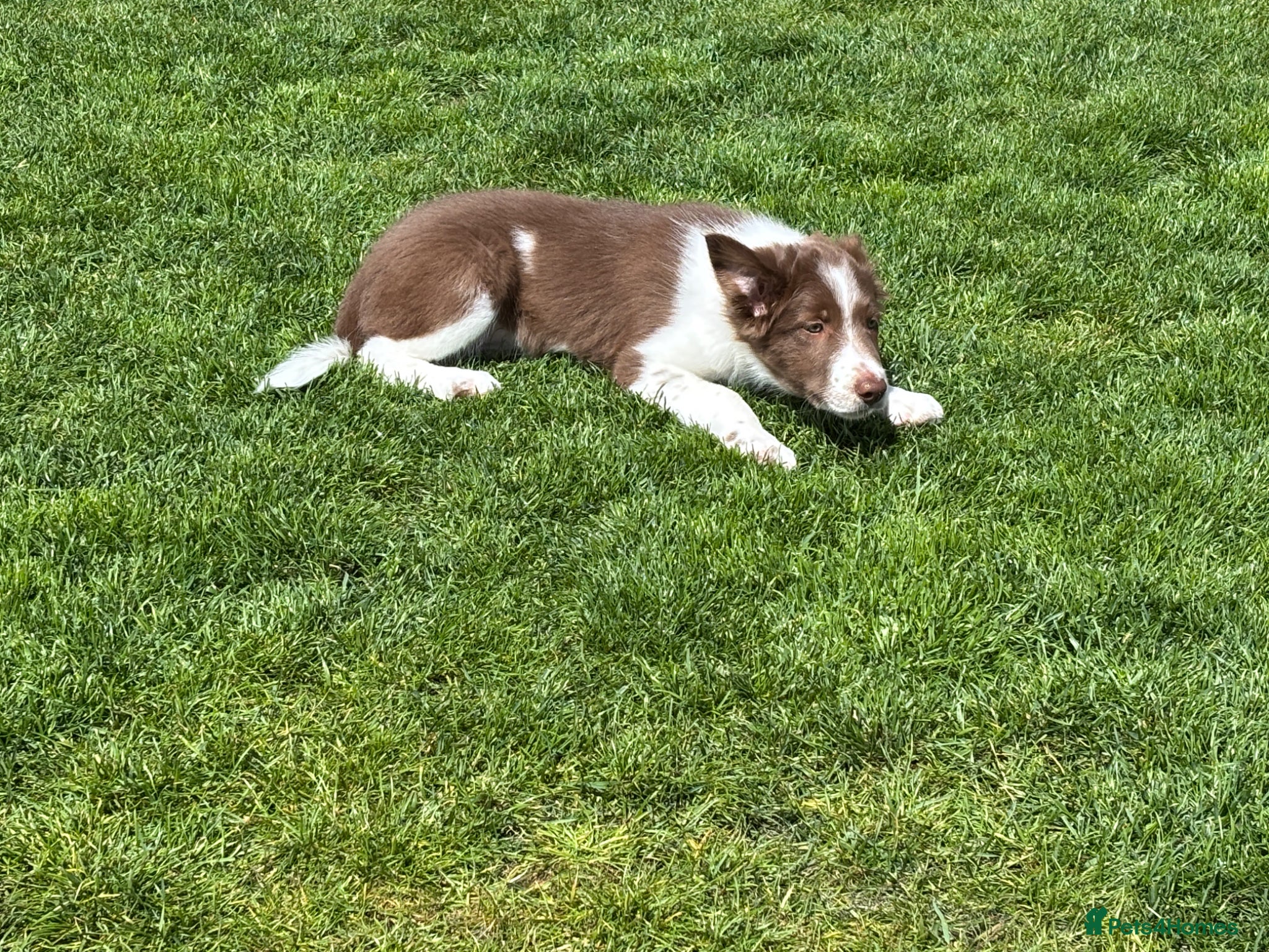 Border Collie dogs Exceptional Border collie pups  - Advert 10