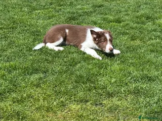 Border Collie dogs Exceptional Border collie pups - Advert 10
