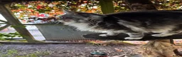 Maine Coon cats for sale: GCCF Champion Queen - Advert 7