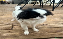 Japanese Chin dogs for sale: female - Advert 22