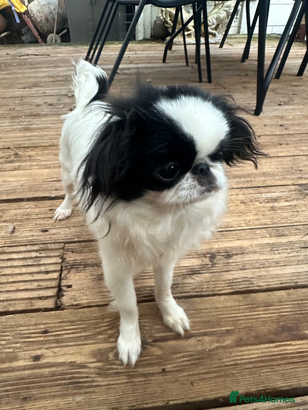 Japanese Chin dogs for sale: female - Advert 22
