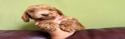 Cockapoo dogs for sale: F1 Cute Fluffy Pups ready to Go Home  - Advert 10
