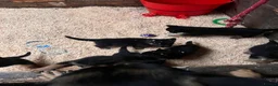 German Shepherd dogs for sale: 🐾 Black & Tan German Shepherd Puppies 🐾 - Advert 10