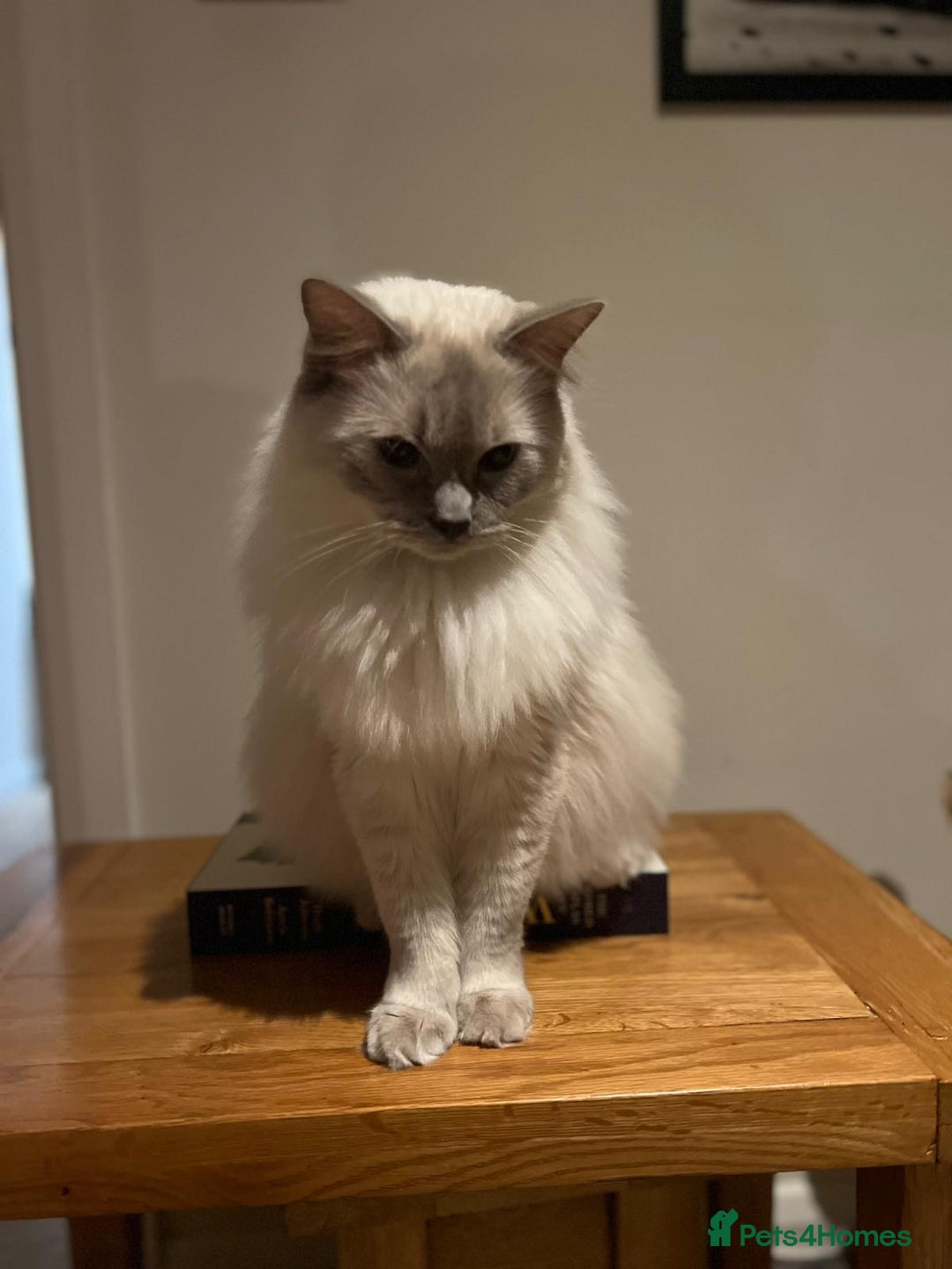 Ragdoll cats for sale: Two beautiful Ragdoll Cats for a New Loving Home - Image 11