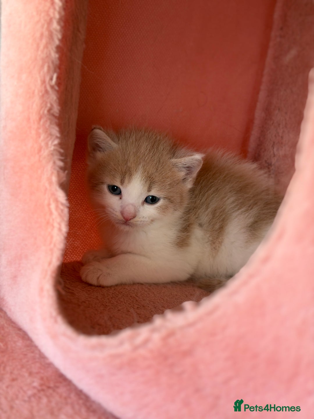 British Shorthair cats for sale: Looking for new home!!! - Advert 10