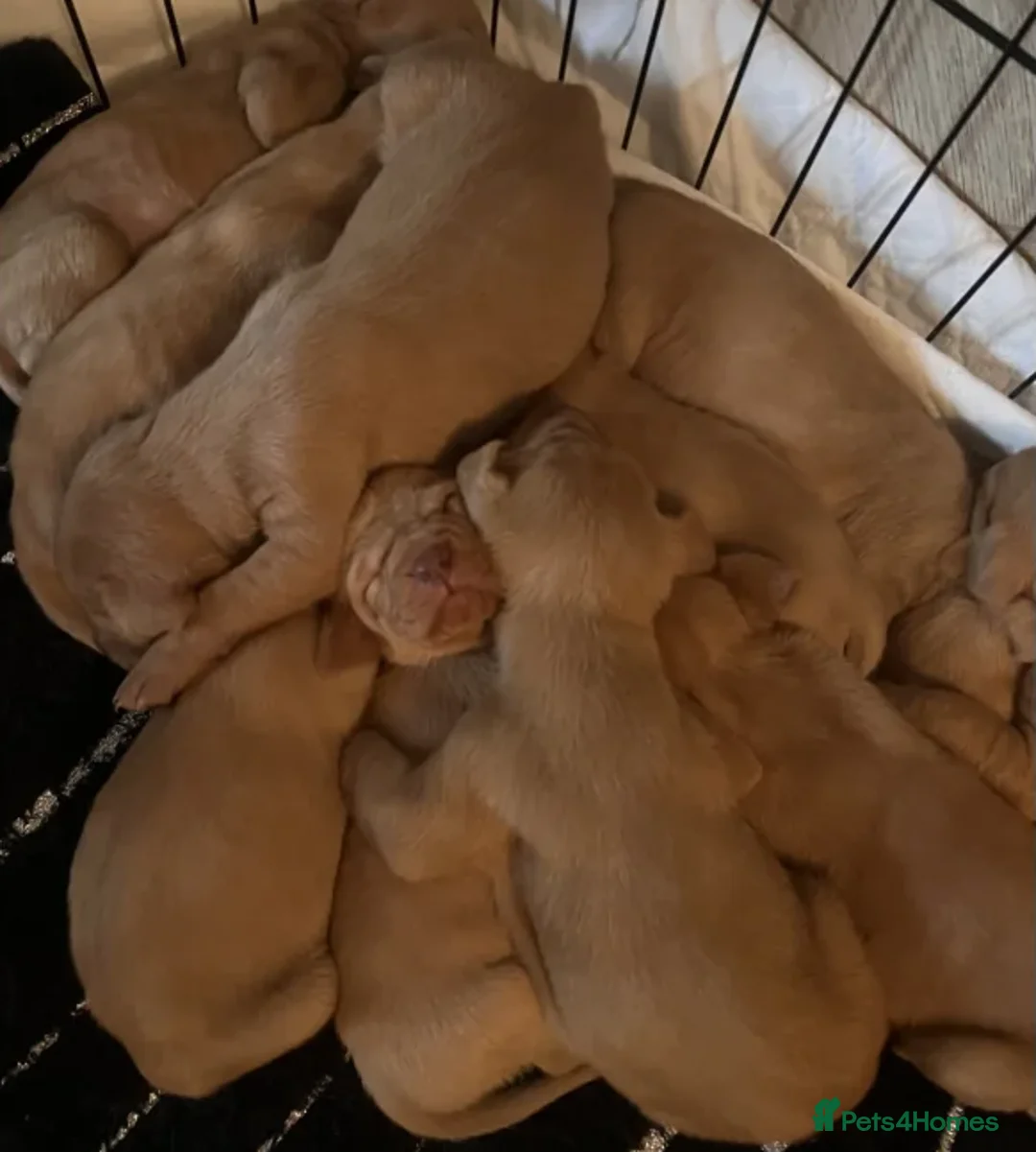 Hungarian Vizsla dogs for sale: Elegant Athletes, Loving Companions - Advert 2