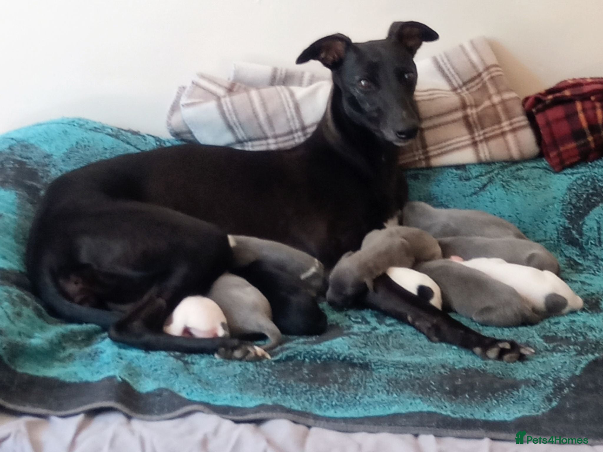 Whippet dogs REDEVELYN WHIPPET'S KC REG NR GLOUCESTER  - Advert 3