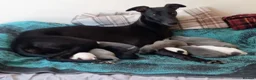Whippet dogs for sale: REDEVELYN WHIPPET'S KC REG NR GLOUCESTER  - Advert 1