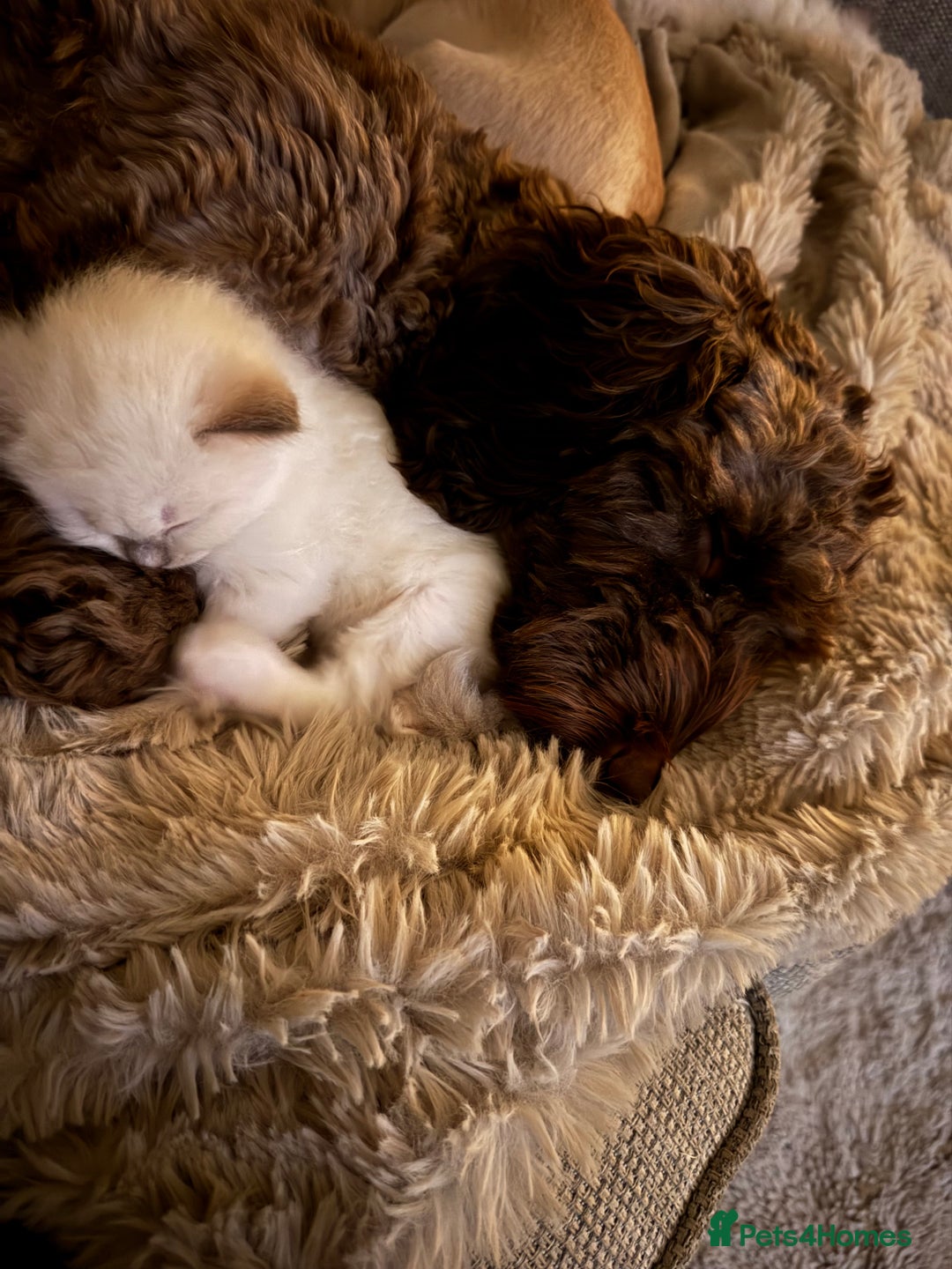 Ragdoll cats for sale: Absolutely Stunning litter of pure Ragdoll kittens - Advert 25