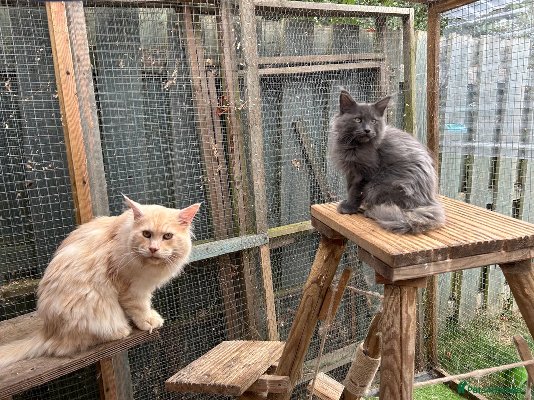 Maine Coon cats for sale: Active Maine Coon Stud for sale - Advert 10