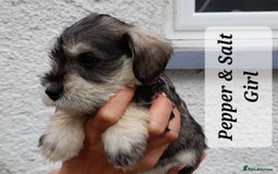Miniature Schnauzer dogs for sale: Gorgeous sweet Schnauzer Puppies - Image 6