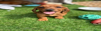 Miniature Dachshund Puppy 4