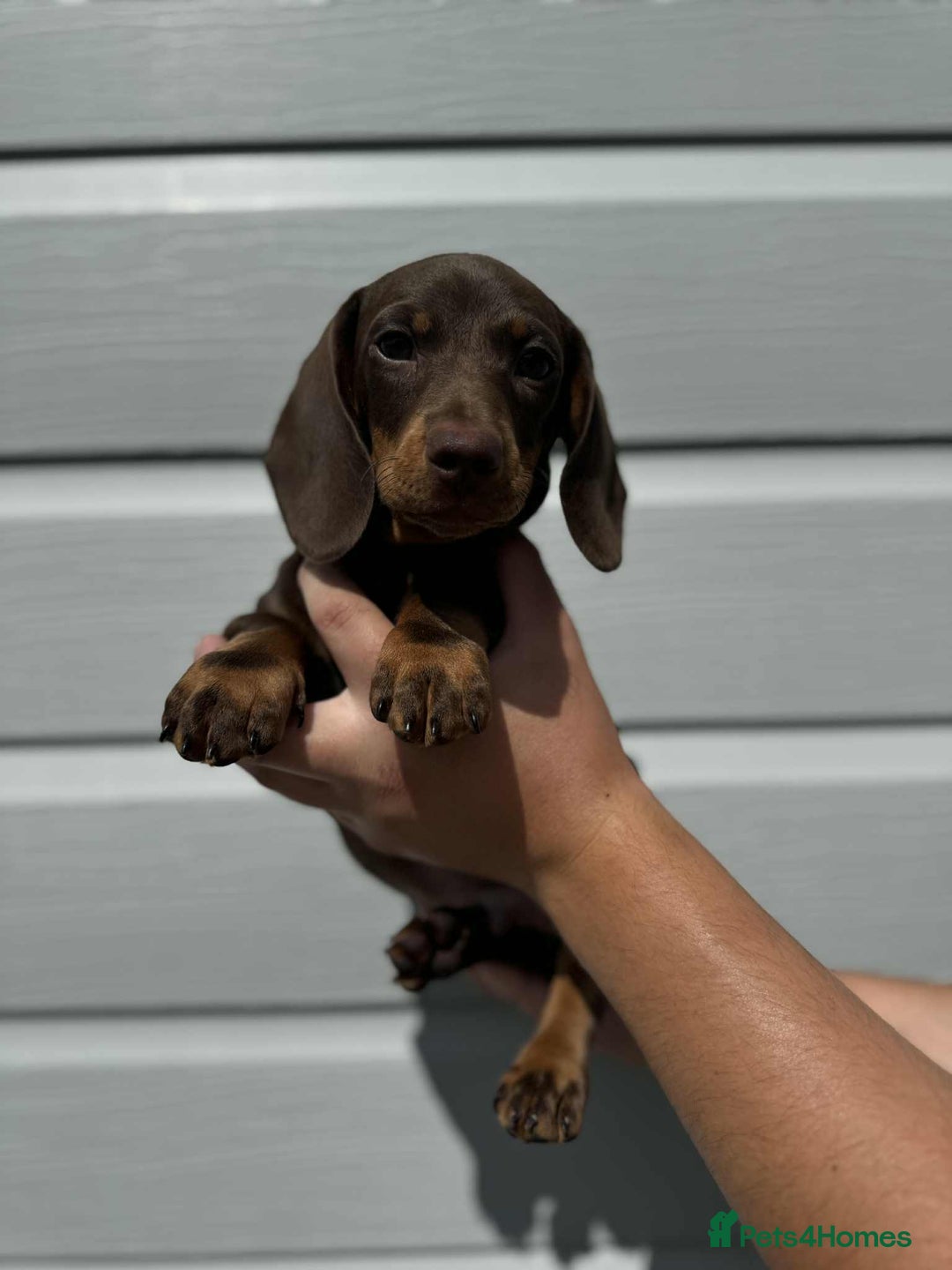 Miniature Dachshund dogs for sale: Miniature Dachsund puppies (licensed breeder) - Image 11