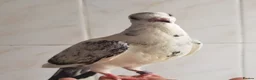 Pigeons birds for sale: Pigeons [Semi Hand-Raised] - Fancy & Racing Breeds - Advert 23