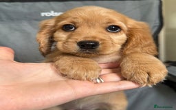 Cockapoo dogs for sale: F2 cockapoo puppies 🐶 ❤️ - Image 15
