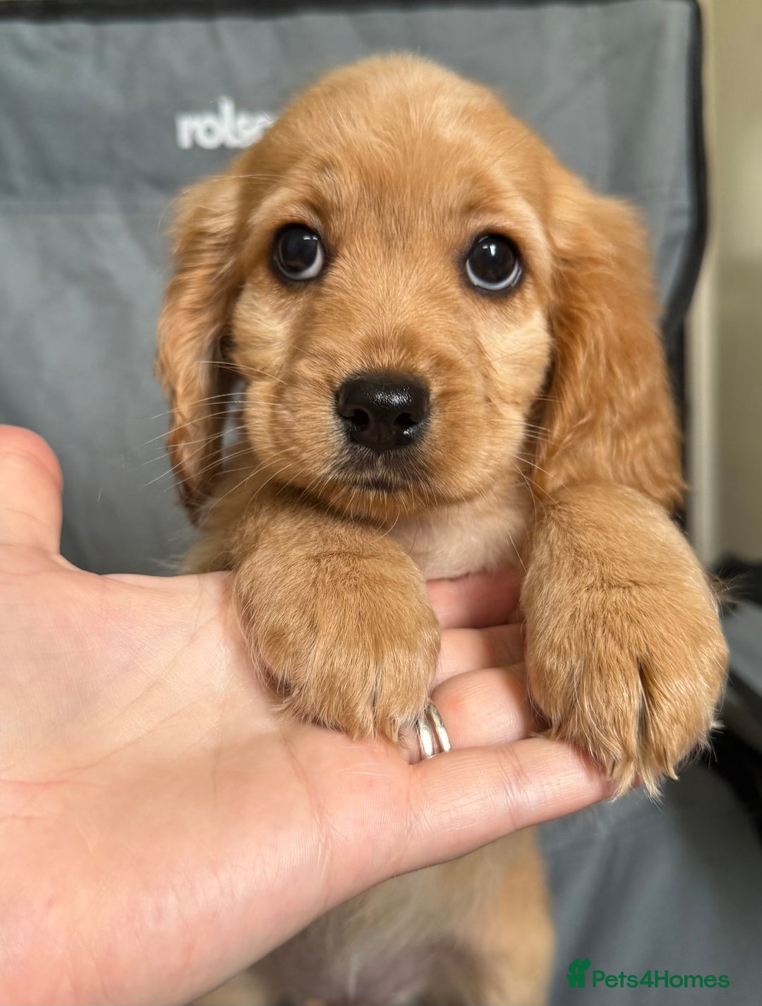 Cockapoo dogs for sale: F2 cockapoo puppies 🐶 ❤️ - Image 15