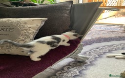 British Shorthair cats for sale: Gorgeous Kittens  - Image 26