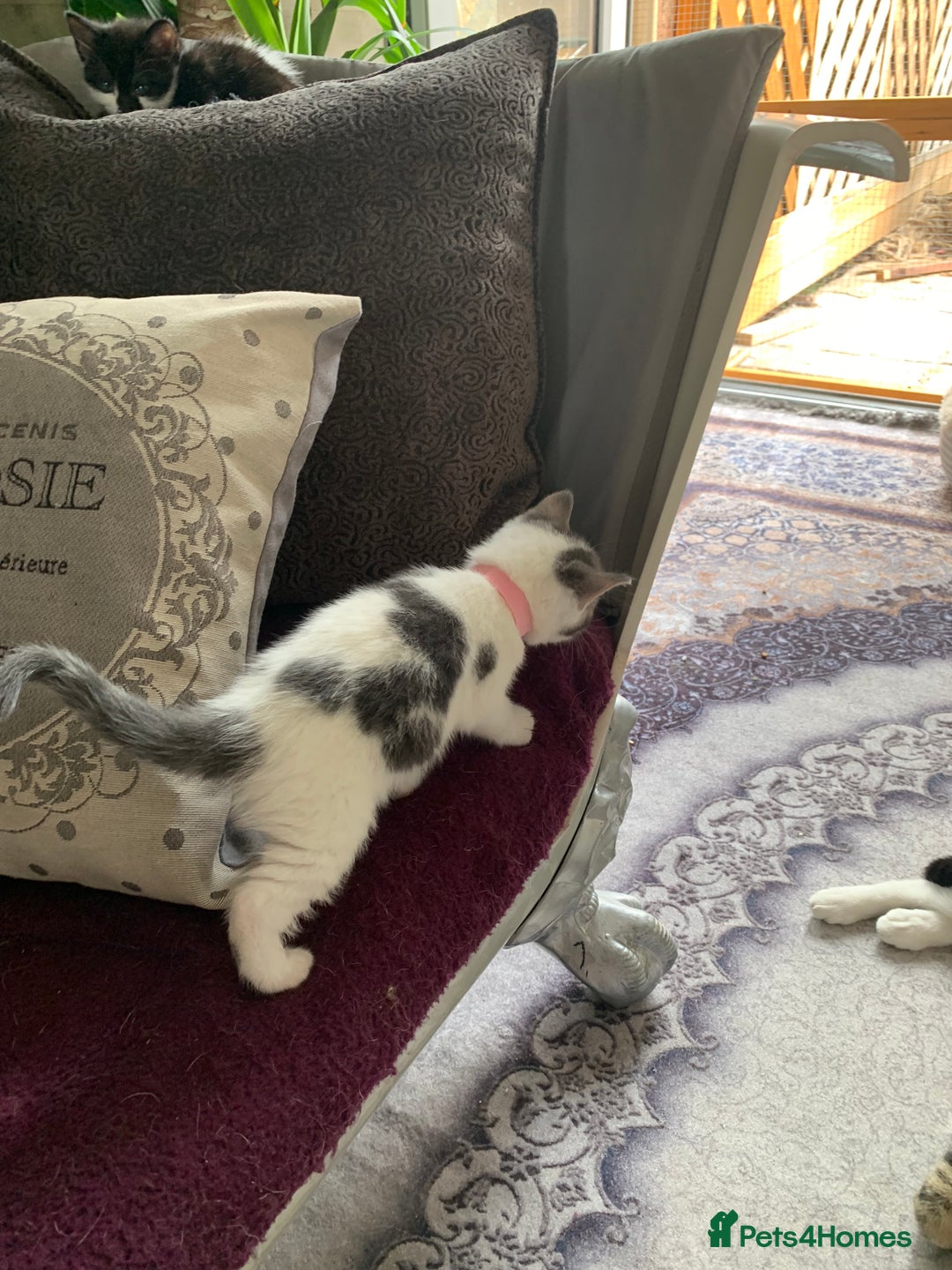 British Shorthair cats for sale: Gorgeous Kittens  - Image 26