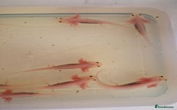 Pond Fish fish for sale: Juvenile Axolotils - Image 3