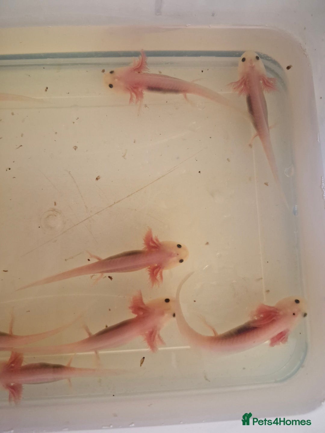 Pond Fish fish for sale: Juvenile Axolotils - Image 3