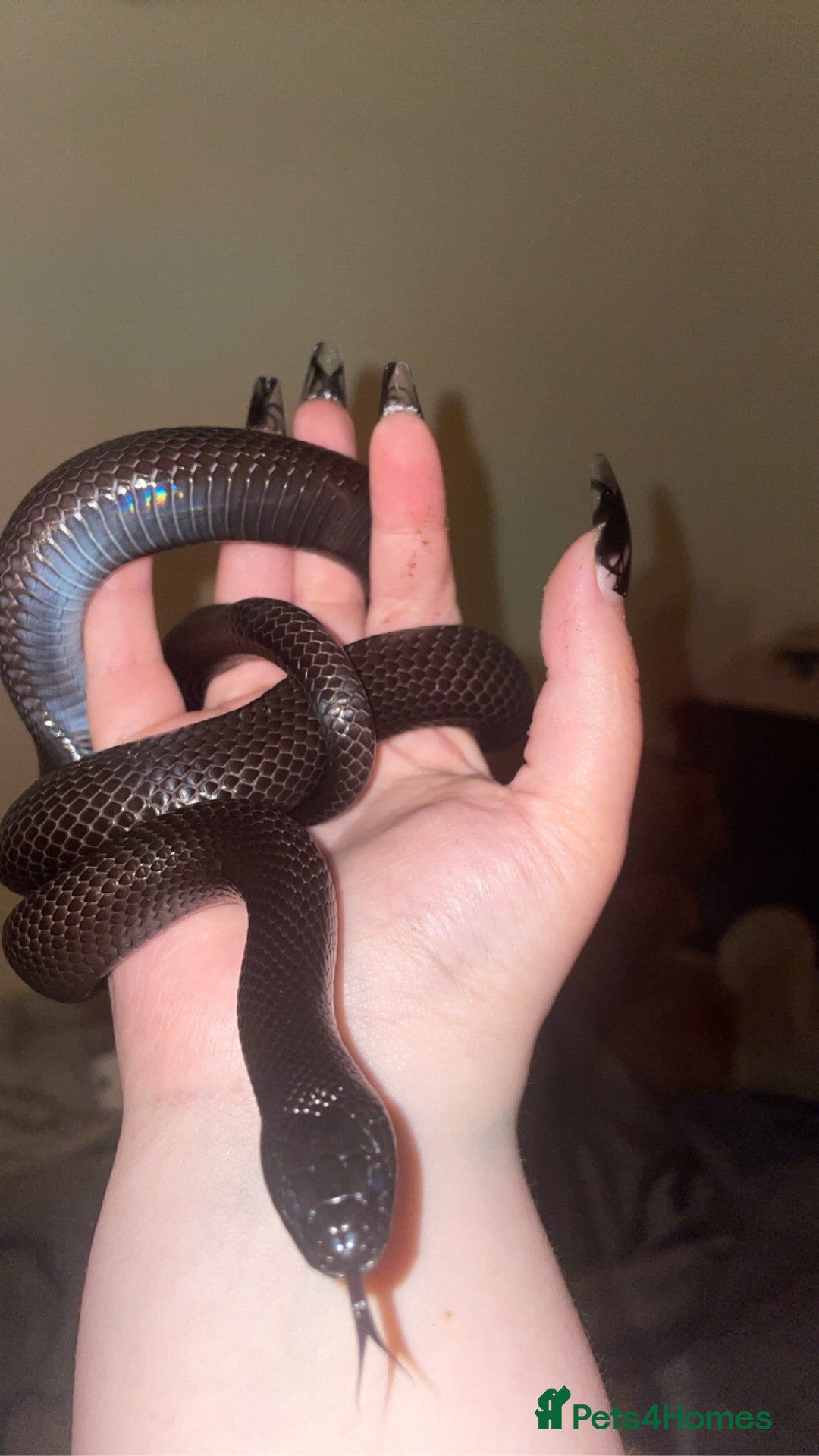 King Snake reptiles for sale: 4 year old MBK  - Image 4