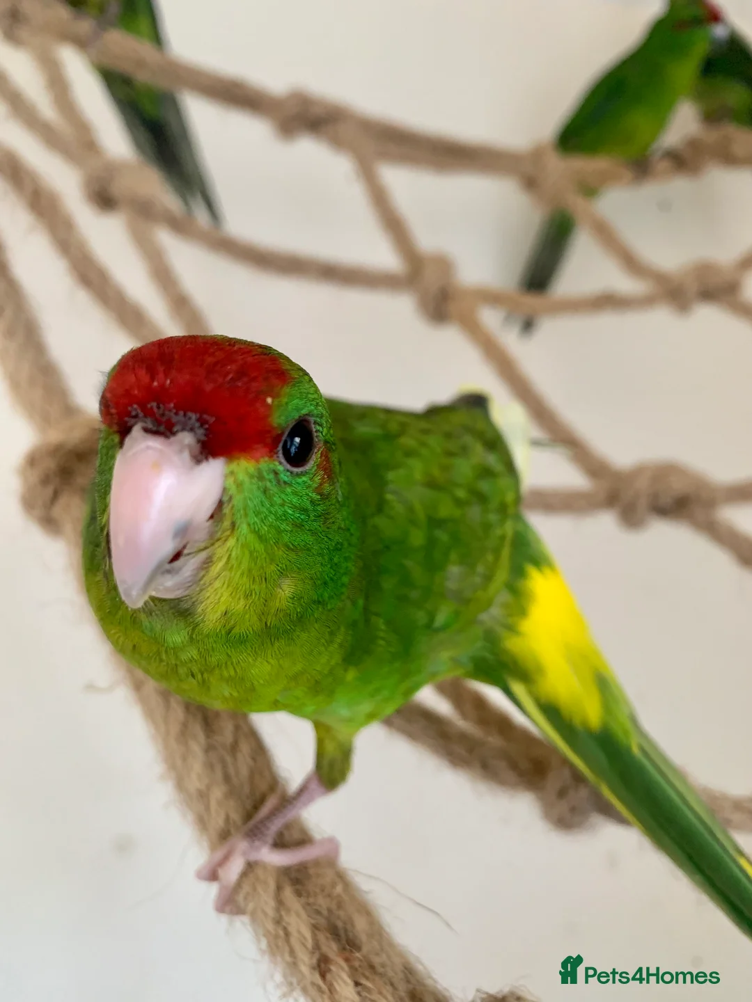 Gallery Image {{count}}