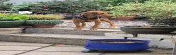 Mixed Breed dogs for adoption: LENA! - Advert 8