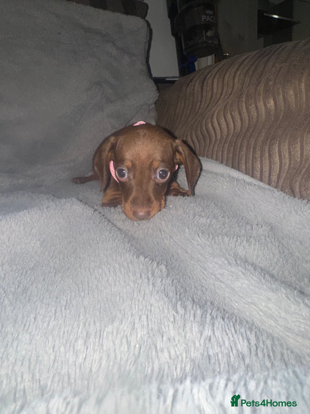 Miniature Dachshund dogs for sale: Miniature dachshund  - Advert 14