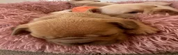French Bulldog dogs for sale: French bulldog puppies - Advert 12