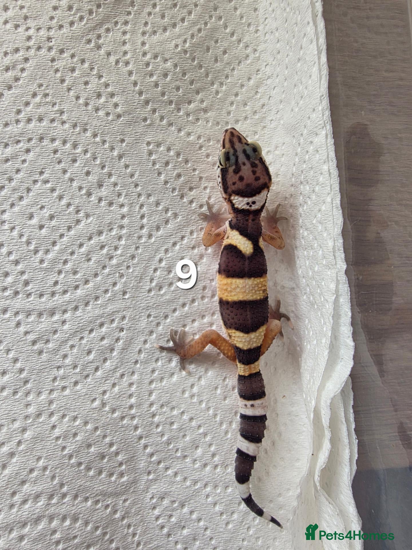 Leopard Gecko reptiles for sale: Leopard Gecko Babies Mixed Morph - Advert 1
