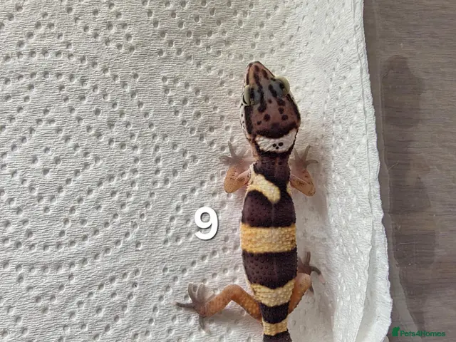 Leopard Gecko reptiles for sale: Leopard Gecko Babies Mixed Morph - Advert 1