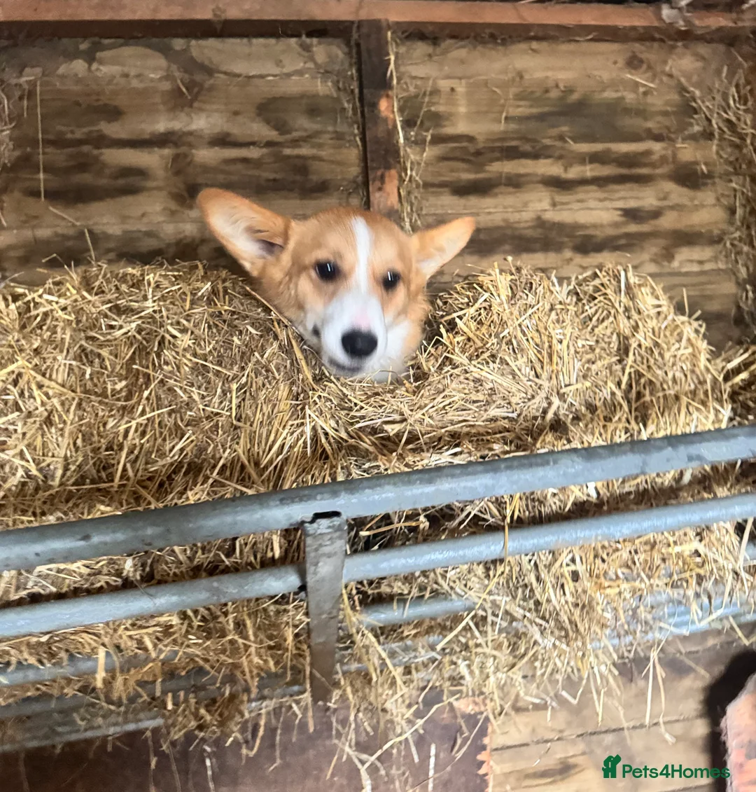 Welsh Corgi Pembroke dogs for sale: 2 girls/1 boy available! Kc Pembroke corgi puppies - Advert 17