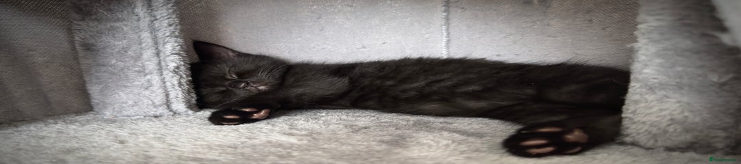 Domestic Shorthair Kitten 3