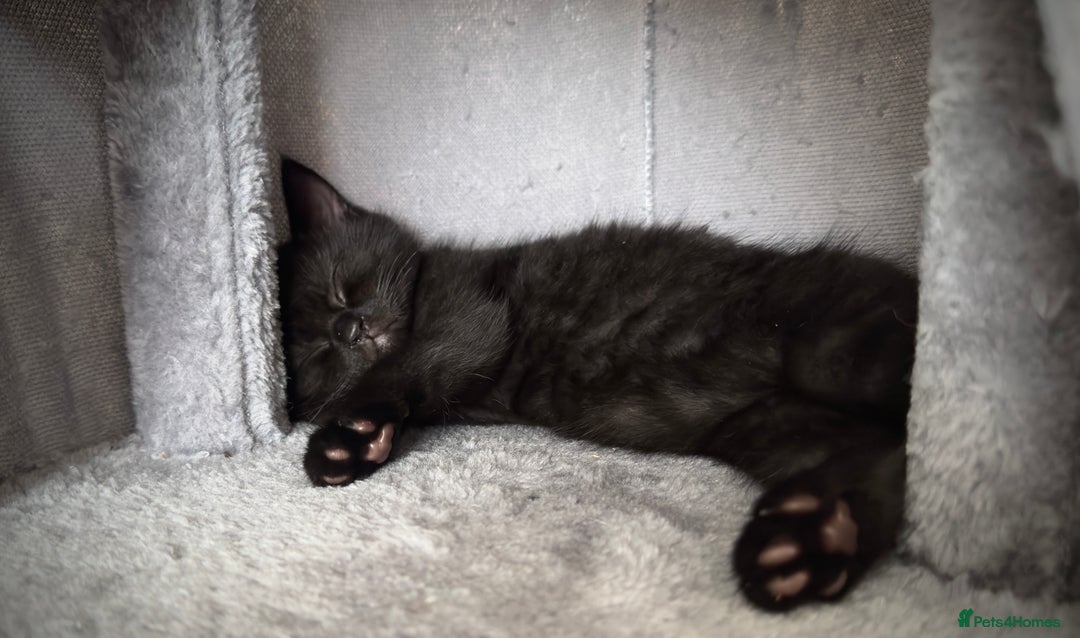Domestic Shorthair cats for sale: Beautiful 9 Week Old Kittens  - Image 13