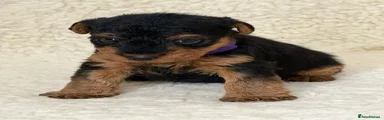 Welsh Terrier 2