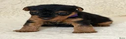Welsh Terrier dogs for sale: Top quality Welsh terrier puppies  - Advert 3