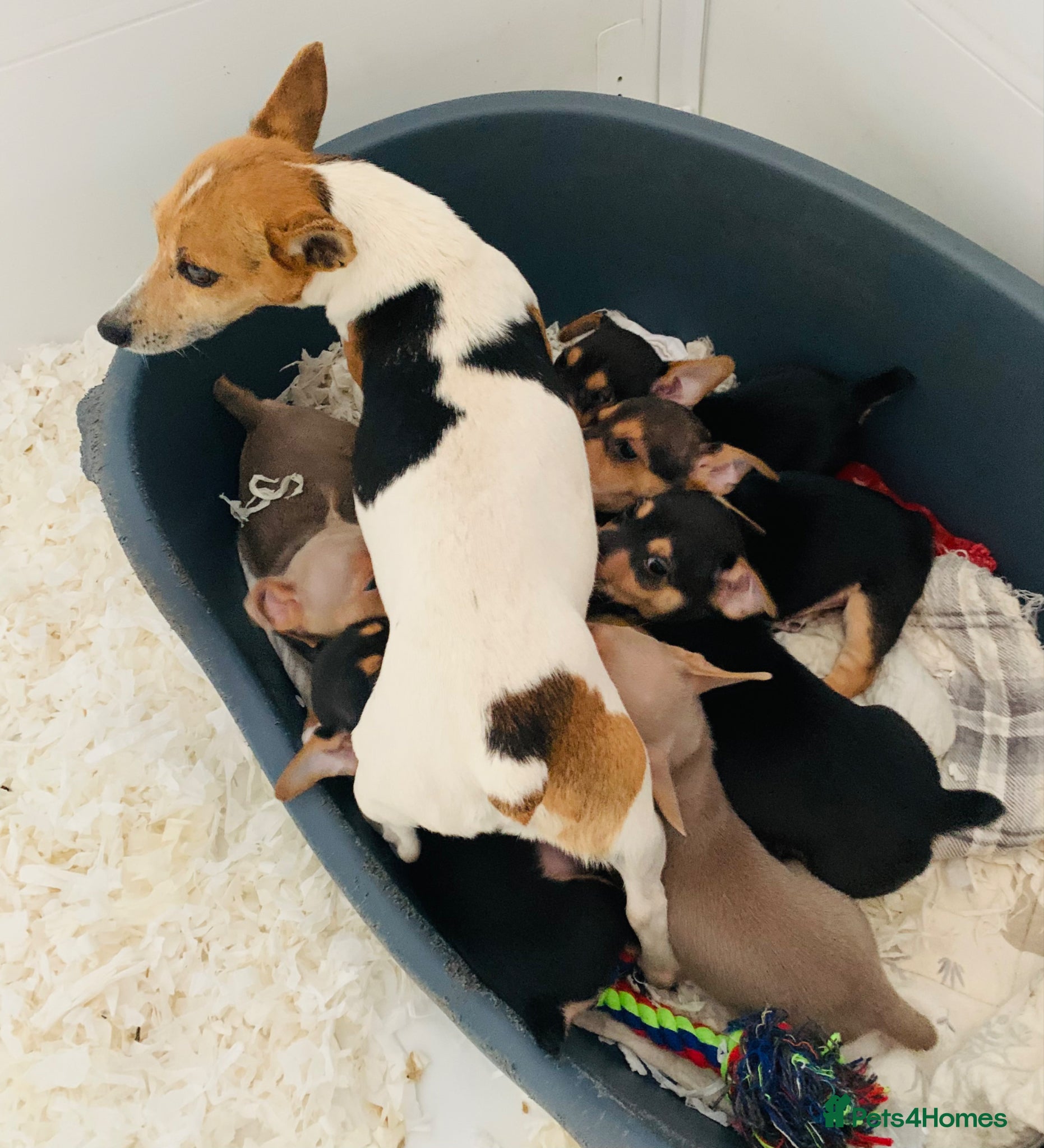 Jack Russell dogs for sale: Fabulous Jack Russell puppies  - Advert 14