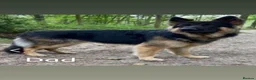 German Shepherd dogs for sale: Beautiful German Shepherd puppies for sale in Stanford-le-Hope - Advert 3