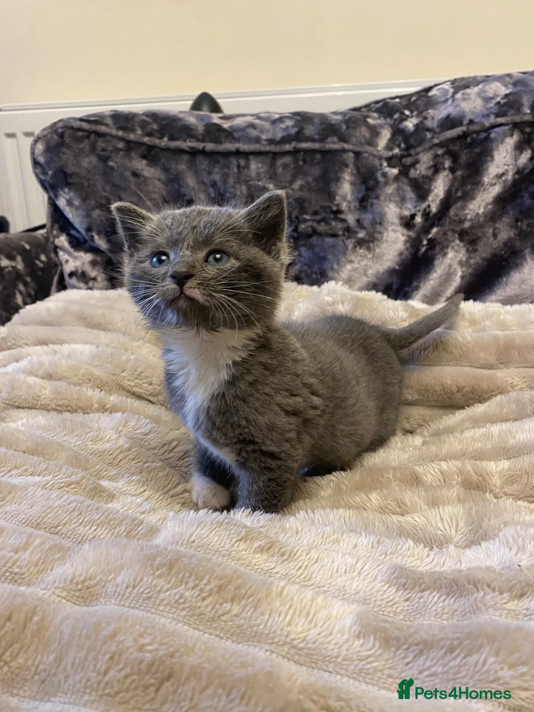 Mixed Breed cats for sale: Super Cute Fluffy Kittens - Advert 5