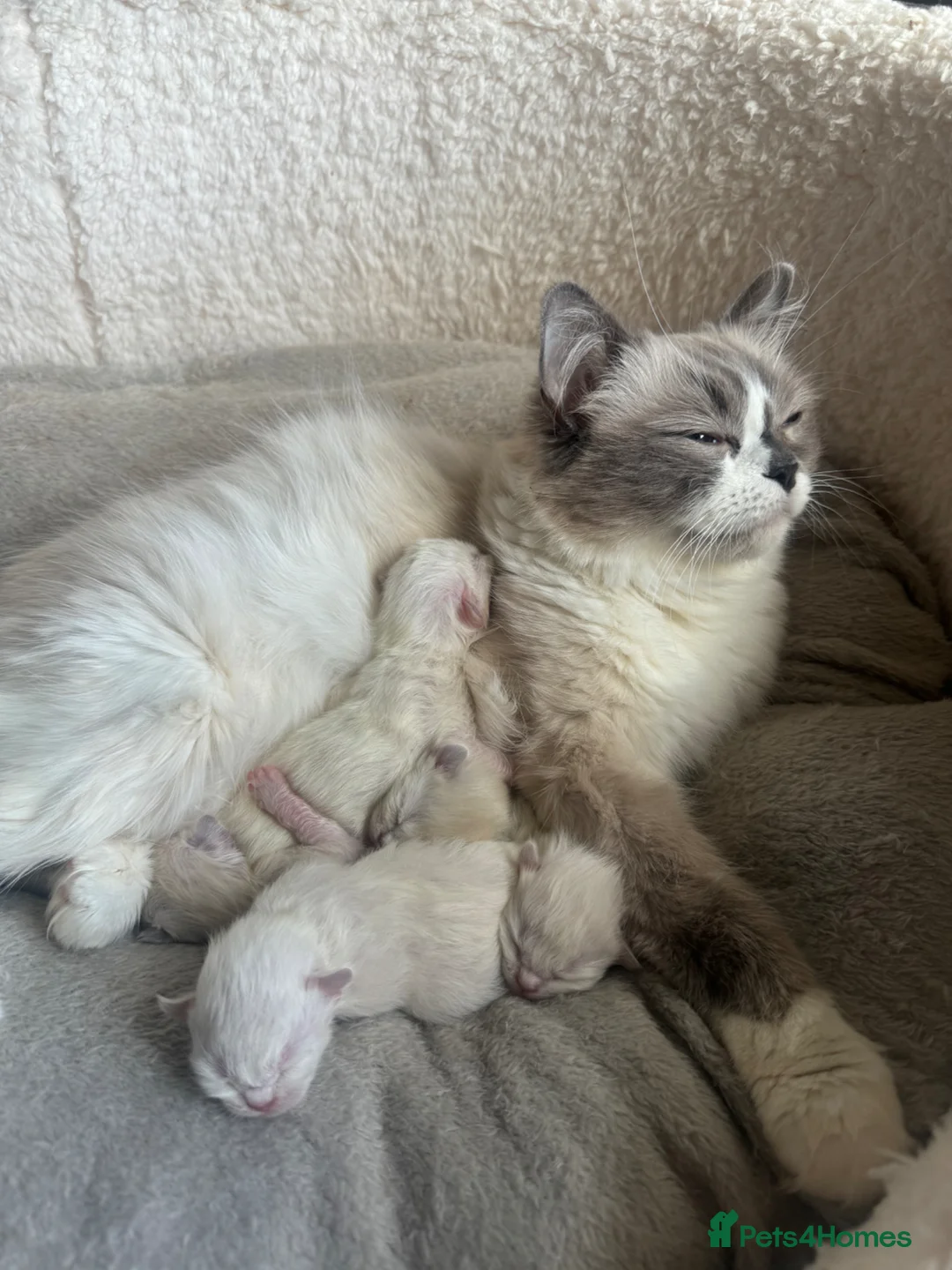 Ragdoll cats for sale: GCCF PEDIGREE RAGDOLL KITTENS - Advert 7