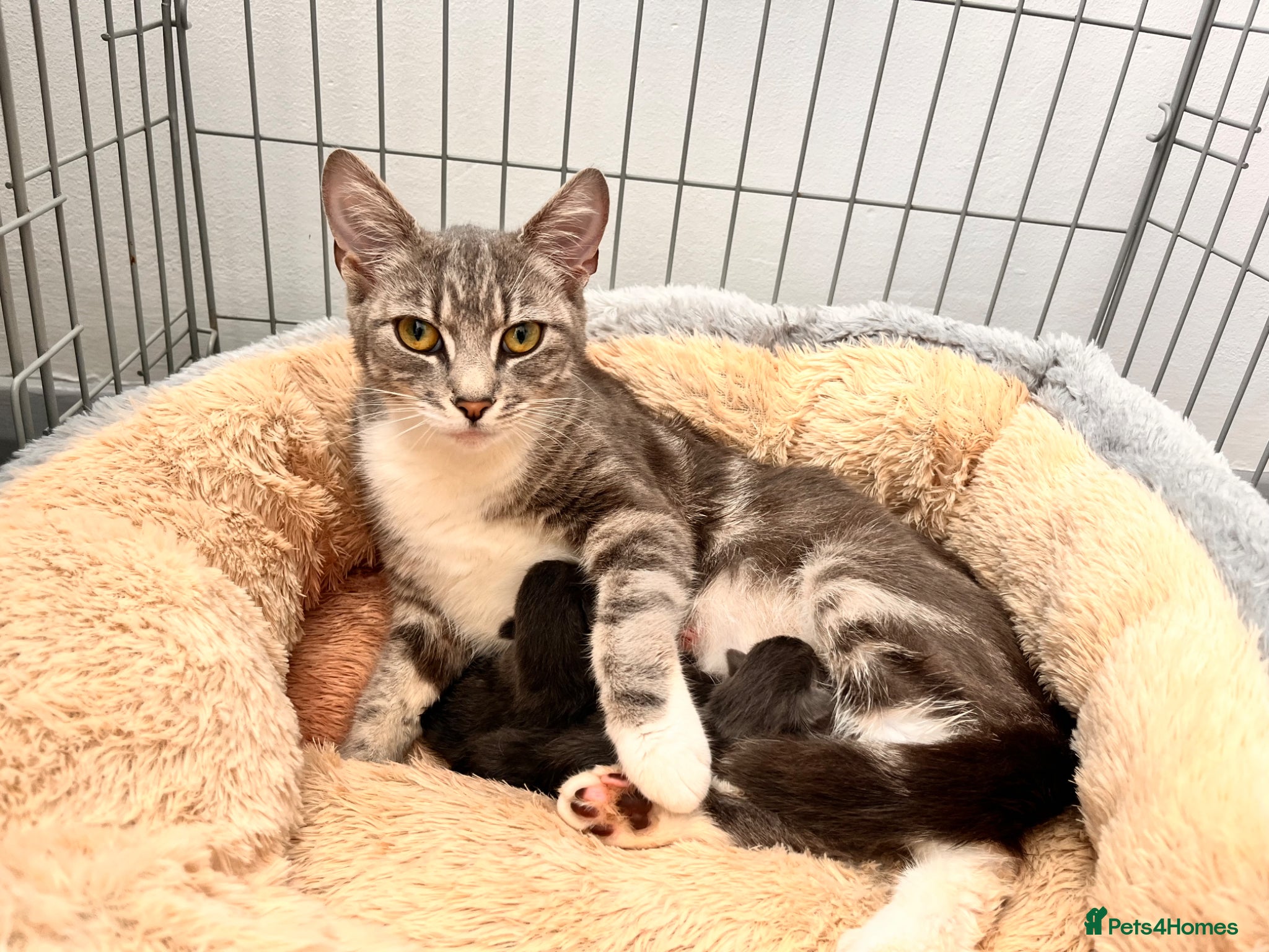 Maine Coon cats Maine coon X kittens  - Advert 1