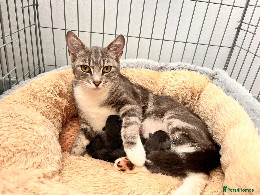 Maine Coon cats for sale: Maine coon X kittens  - Advert 1