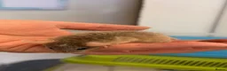 Mouse rodents for sale: Baby female fancy mice  - Advert 1