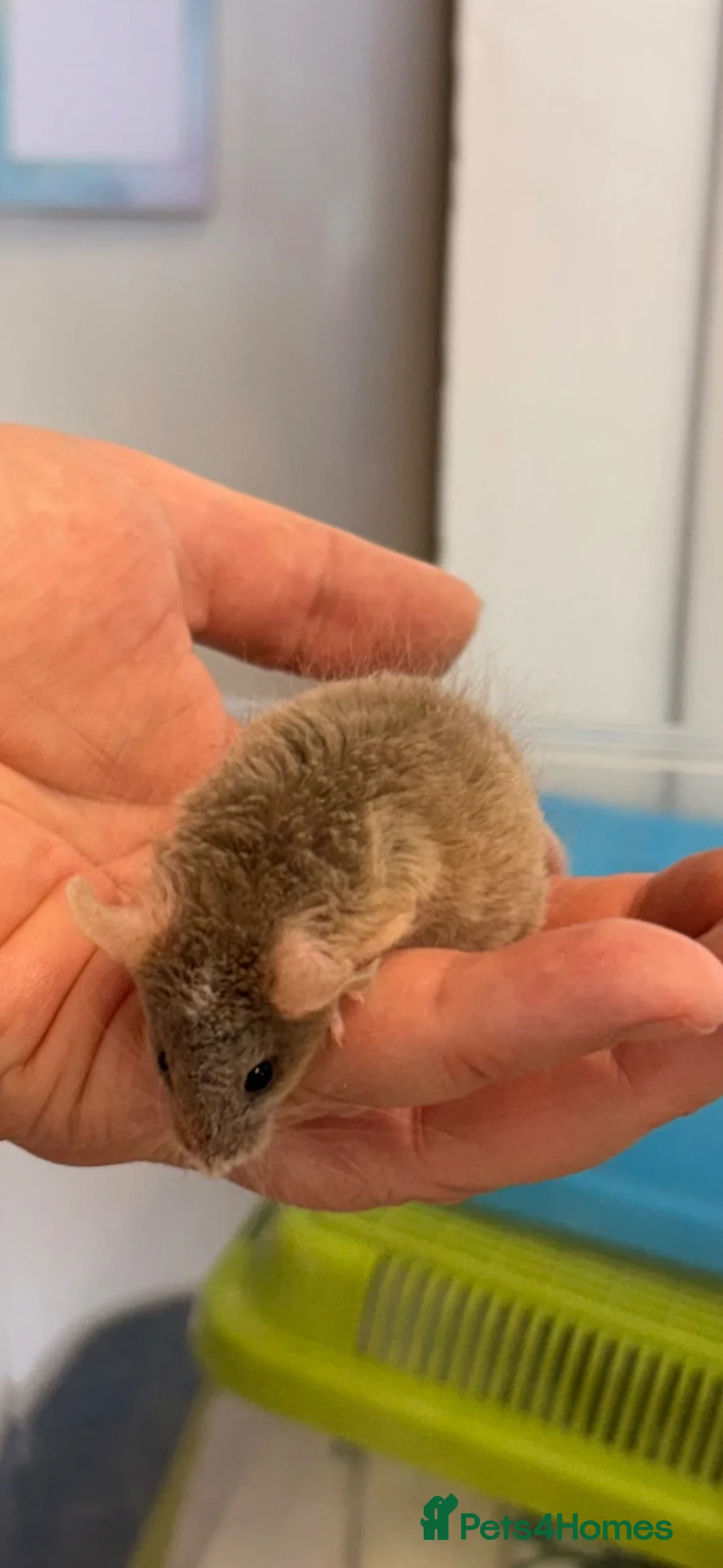 Mouse rodents for sale: Baby female fancy mice  - Advert 1