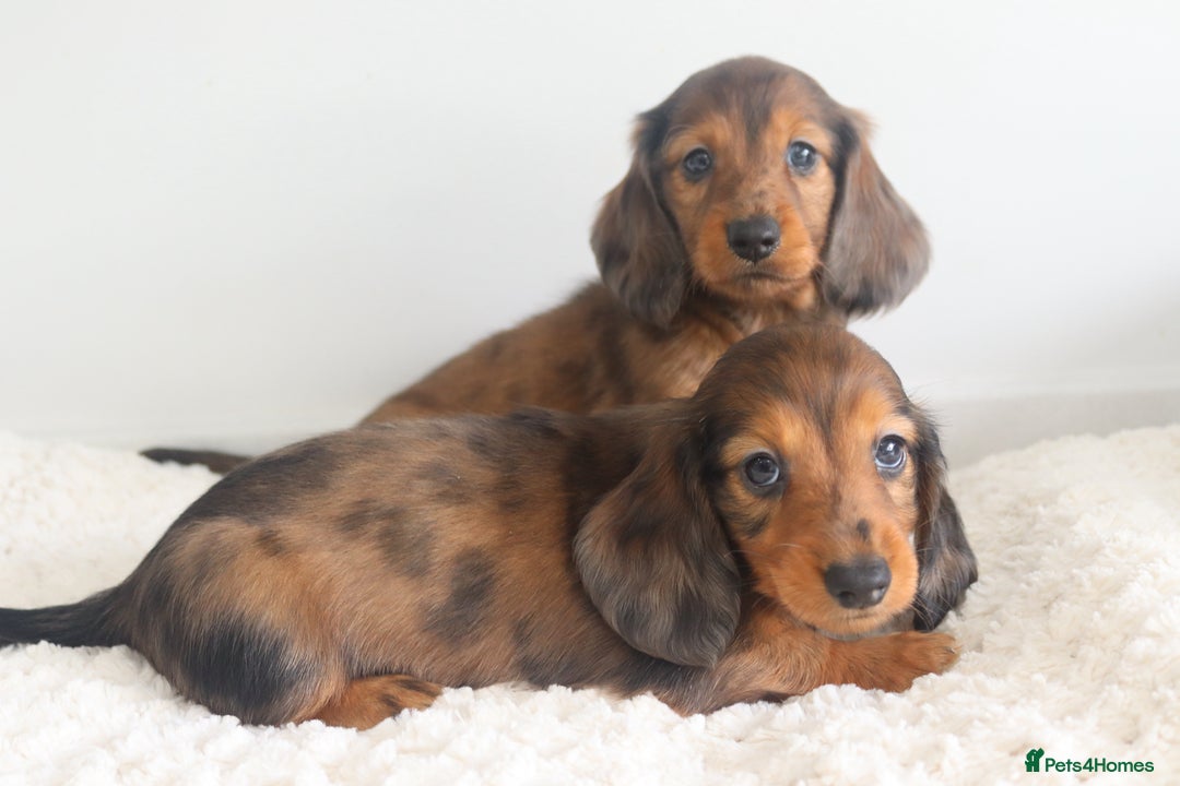 Miniature Dachshund dogs for sale: Russian Miniature longhaired dachshund males - Image 2