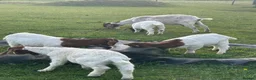 Goats livestock for sale: Boer goat kids - Advert 1