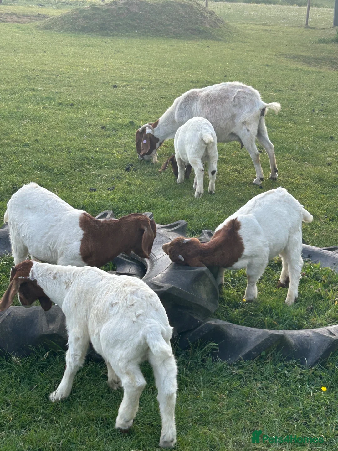 Goats livestock for sale: Boer goat kids - Advert 1